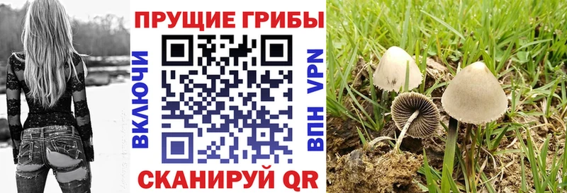 как найти закладки  Новошахтинск  Галлюциногенные грибы GOLDEN TEACHER 